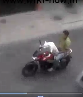 Dog Driving a Bike