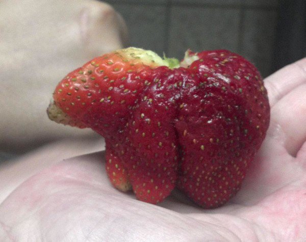 funny shape fruits