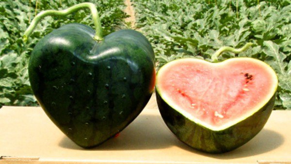 heart shaped watermelon